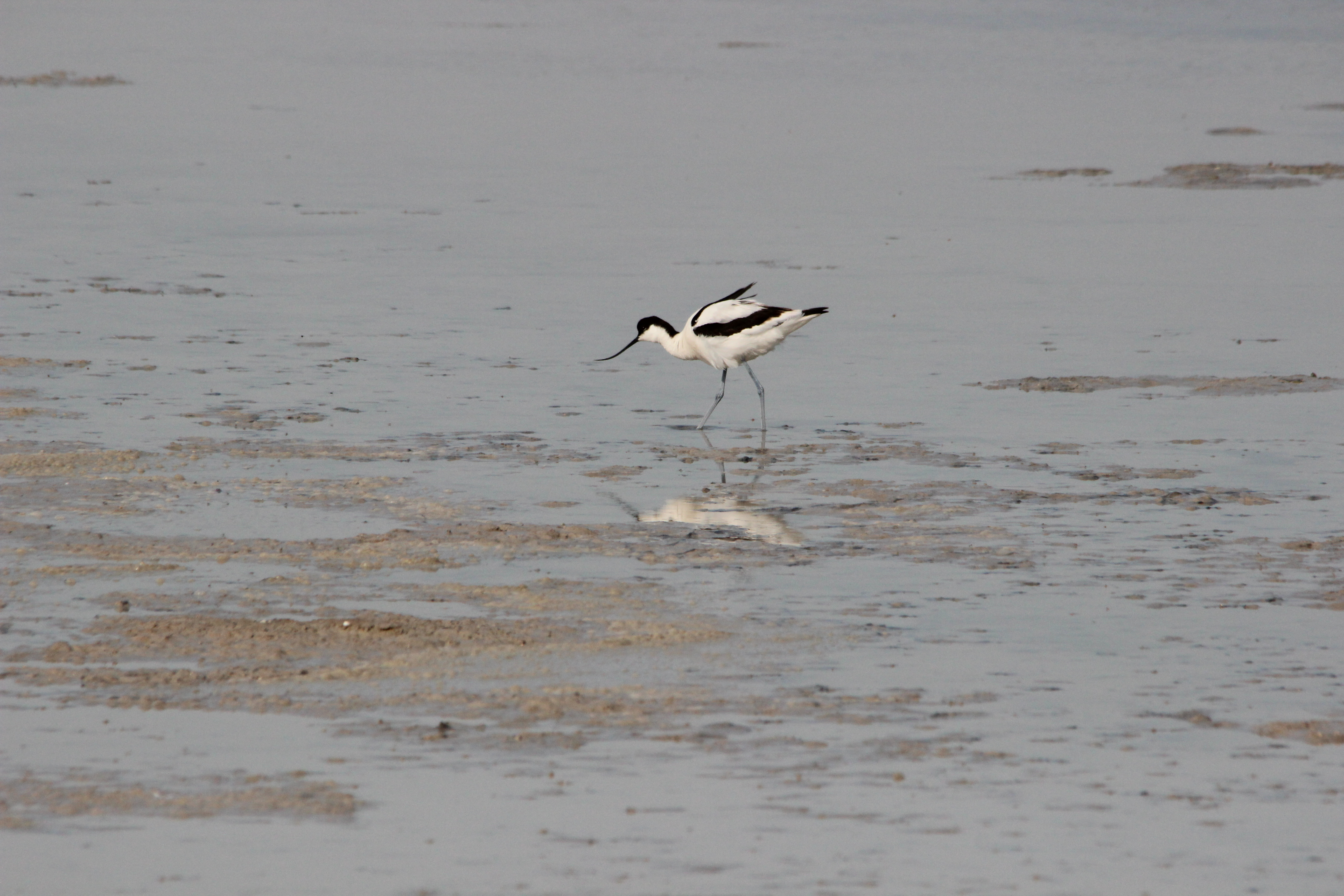 Avocette © P.Maigre